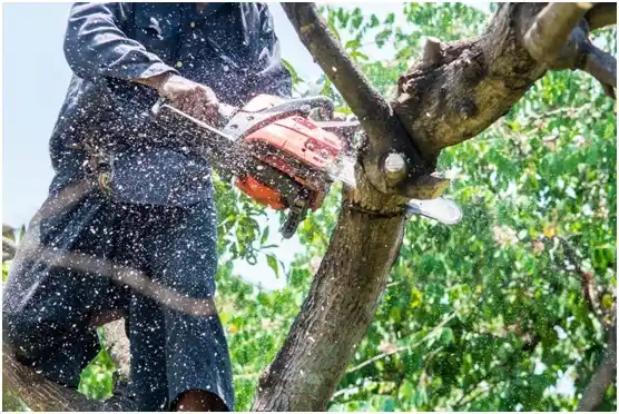 tree services Sunset